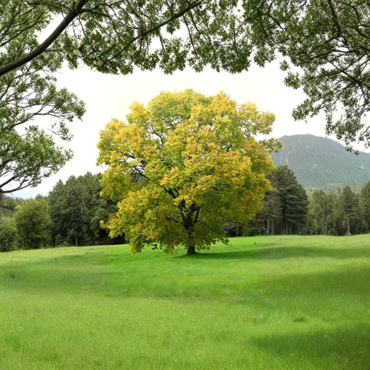 Hackberry – Celtis occidentalis 10 Seeds | Hardy Native Shade Tree | Edible Fruit  Fast Growing | Wildlife Friendly | Urban & Drought Tolerant