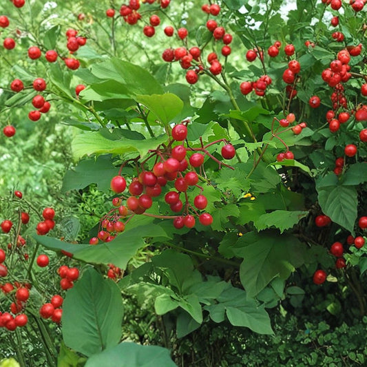 American Highbush Cranberry – Viburnum trilobum Seeds | 400 Seeds | Showy Edible Native Shrub