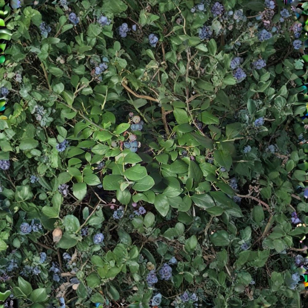 Highbush Blueberry – Vaccinium corymbosum Seeds | 800 Seeds | Edible Hardy Shrub | Fall Color & Wildlife Friendly