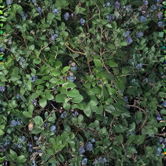 Highbush Blueberry – Vaccinium corymbosum Seeds | 800 Seeds | Edible Hardy Shrub | Fall Color & Wildlife Friendly