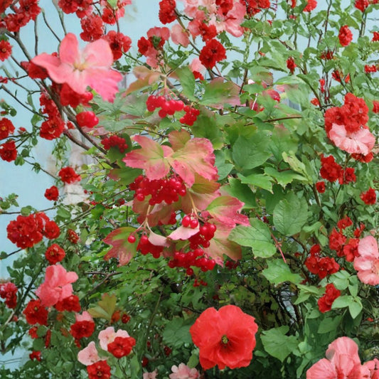 American Highbush Cranberry – Viburnum trilobum Seeds | 800 Seeds | Showy Edible Native Shrub