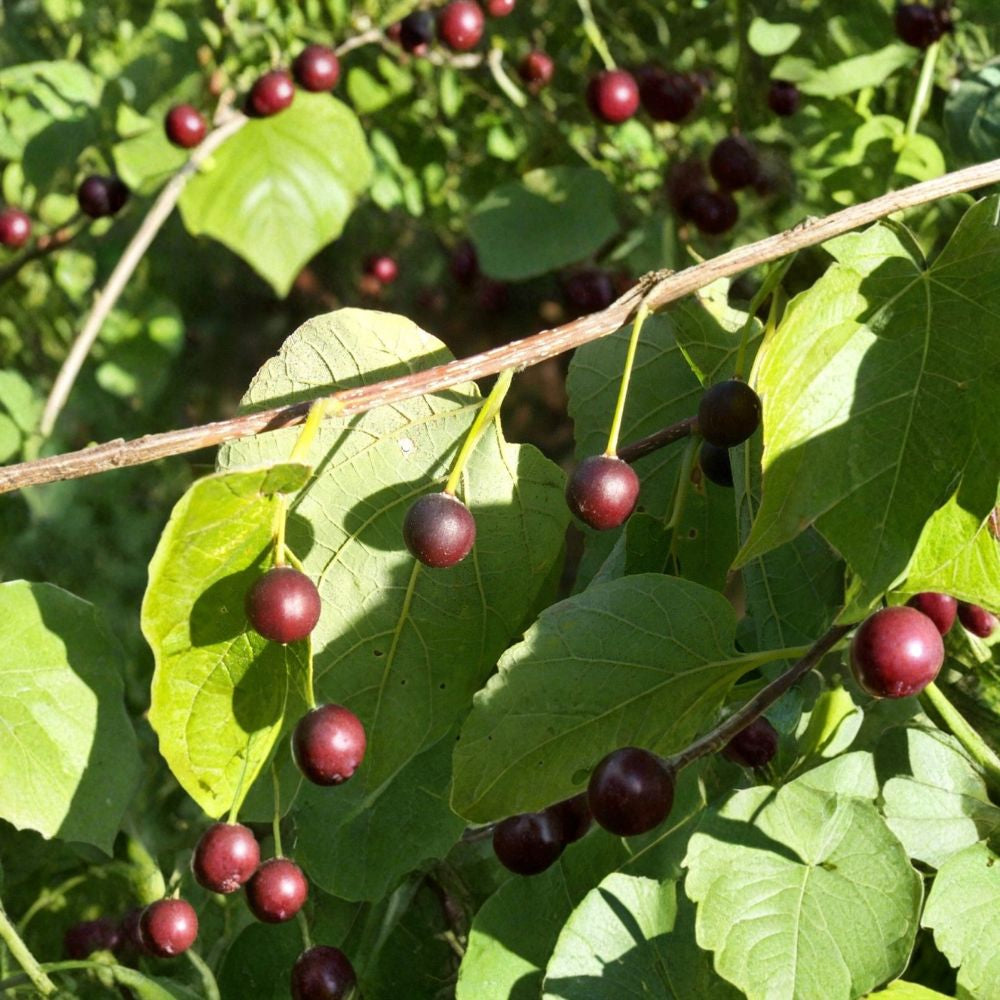 Hackberry – Celtis occidentalis 60 Seeds | Hardy Native Shade Tree | Edible Fruit  Fast Growing | Wildlife Friendly | Urban & Drought Tolerant