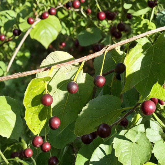 Hackberry – Celtis occidentalis 60 Seeds | Hardy Native Shade Tree | Edible Fruit  Fast Growing | Wildlife Friendly | Urban & Drought Tolerant