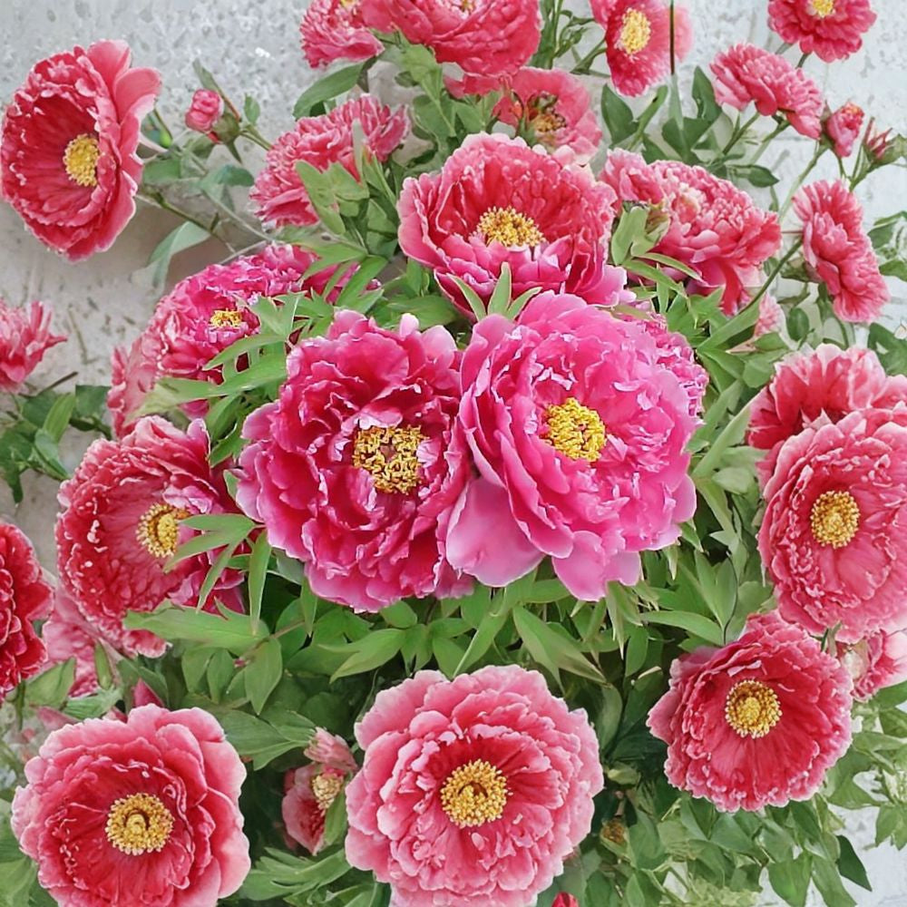 Tree Peony – Paeonia suffruticosa Seeds | 5 Seeds | Large Showy Hardy Blooms