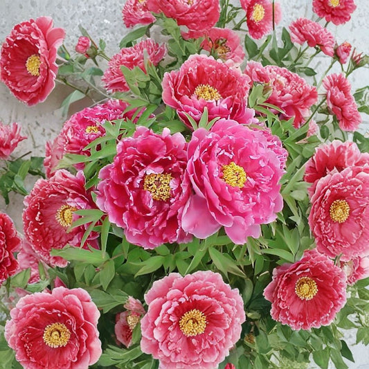 Tree Peony – Paeonia suffruticosa Seeds | 5 Seeds | Large Showy Hardy Blooms