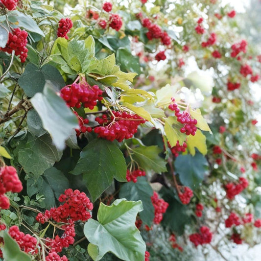 American Highbush Cranberry – Viburnum trilobum Seeds | 1600 Seeds | Showy Edible Native Shrub