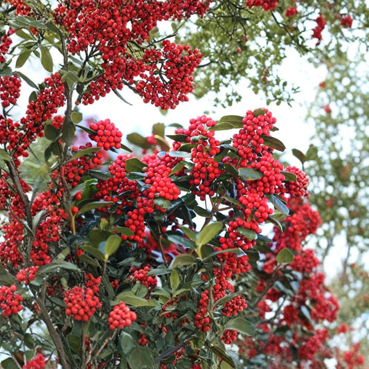 Chinese Holly – Ilex cornuta Seeds | 30 Seeds | Evergreen Hedge, Topiary & Winter Interest Shrub