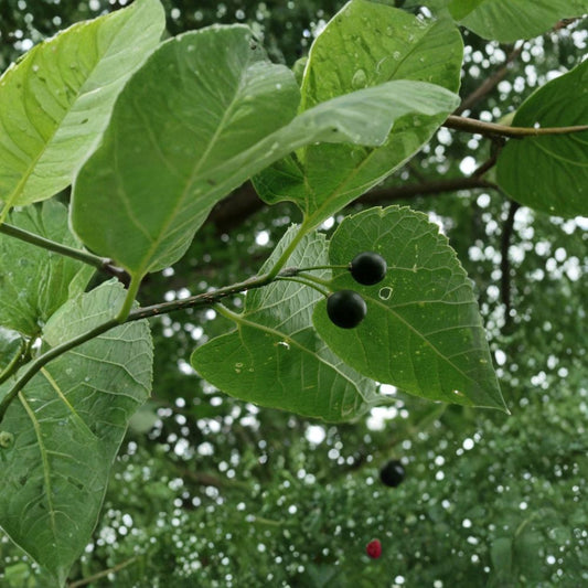 Hackberry – Celtis occidentalis 240 Seeds | Hardy Native Shade Tree | Edible Fruit  Fast Growing | Wildlife Friendly | Urban & Drought Tolerant