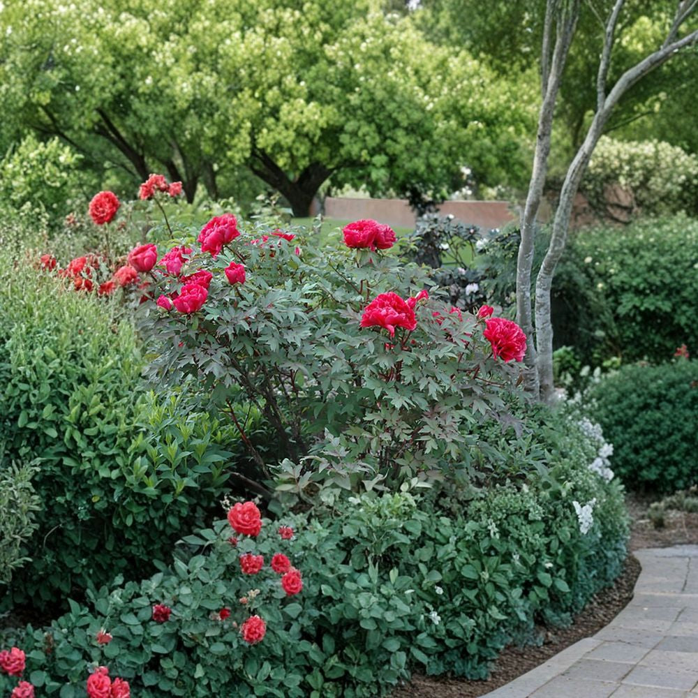 Tree Peony – Paeonia suffruticosa Seeds | 30 Seeds | Large Showy Hardy Spring Blooms