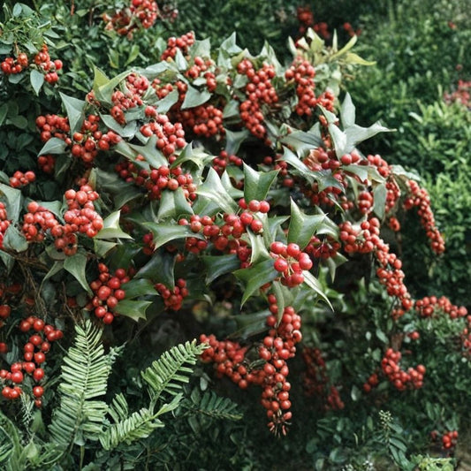 Chinese Holly – Ilex cornuta Seeds | 100 Seeds | Evergreen Hedge, Topiary & Winter Interest Shrub