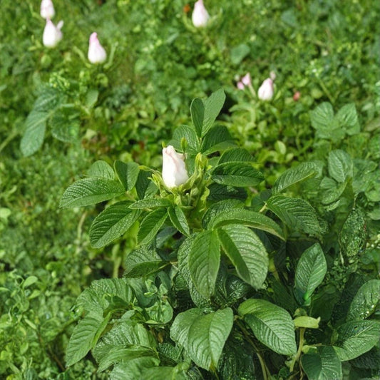 White Rugosa Rose – Rosa rugosa albiflora 200 Seeds | Fragrant Blooms | Hardy Shrub  Fast Growing | Edible Rose Hips | Cold & Drought Tolerant