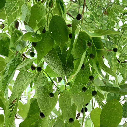 Hackberry – Celtis occidentalis 480 Seeds | Hardy Native Shade Tree | Edible Fruit  Fast Growing | Wildlife Friendly | Urban & Drought Tolerant