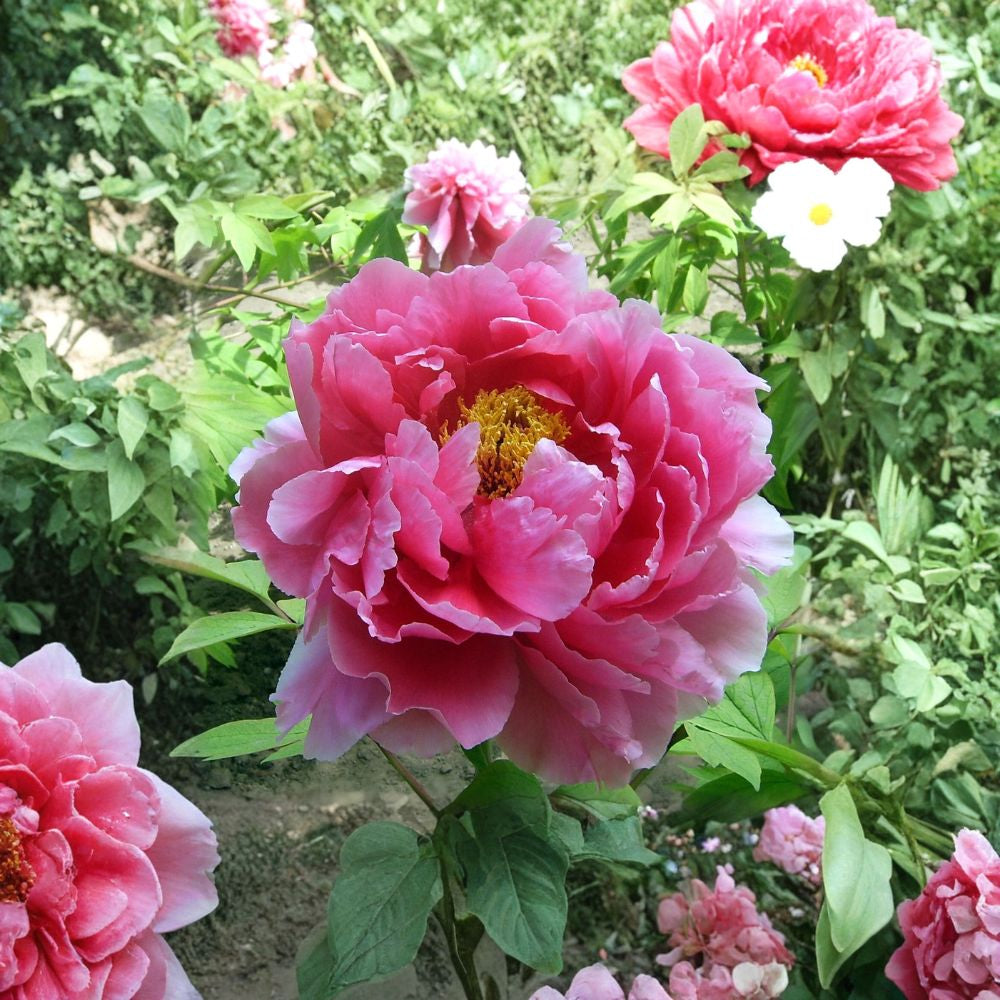 Tree Peony – Paeonia suffruticosa Seeds | 5 Seeds | Hardy Woody Shrub with Large Spring Blooms
