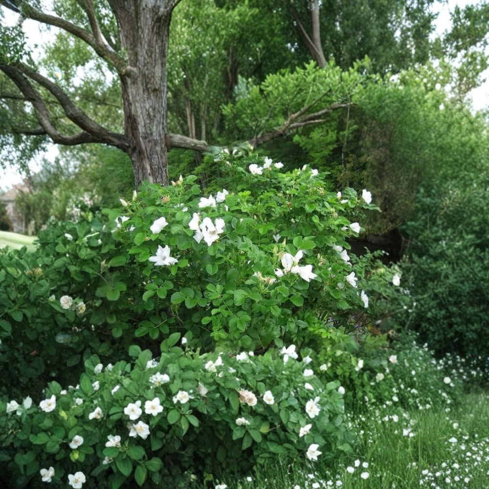 White Rugosa Rose – Rosa rugosa albiflora 400 Seeds | Fragrant Blooms | Hardy Shrub  Fast Growing | Edible Rose Hips | Cold & Drought Tolerant