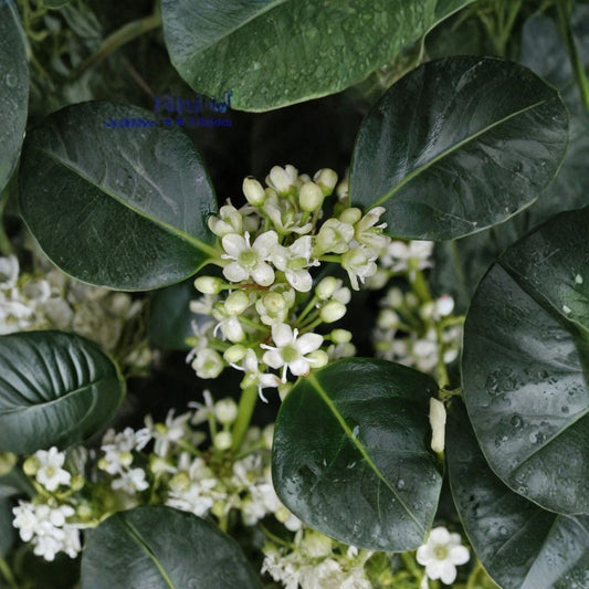 Chinese Holly – Ilex cornuta Seeds | 200 Seeds | Evergreen Hedge, Topiary & Winter Interest Shrub