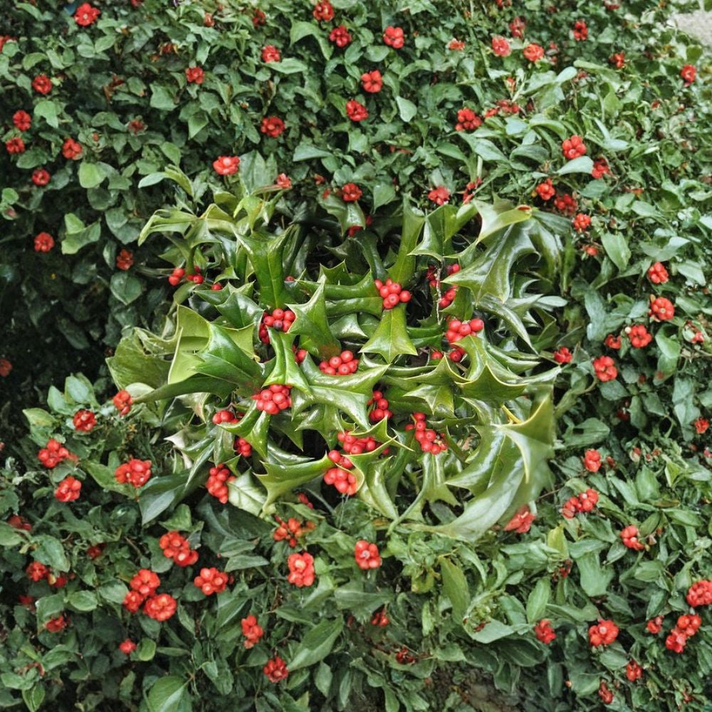 Chinese Holly – Ilex cornuta Seeds | 400 Seeds | Evergreen Hedge, Topiary & Winter Interest Shrub