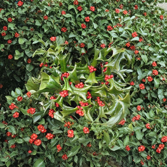 Chinese Holly – Ilex cornuta Seeds | 400 Seeds | Evergreen Hedge, Topiary & Winter Interest Shrub
