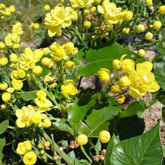 Oregon Holly Grape – Mahonia aquifolium 60 Seeds | Evergreen Shrub | Edible Blue Berries  Hardy Native Plant | Showy Yellow Flowers | Shade & Drought Tolerant
