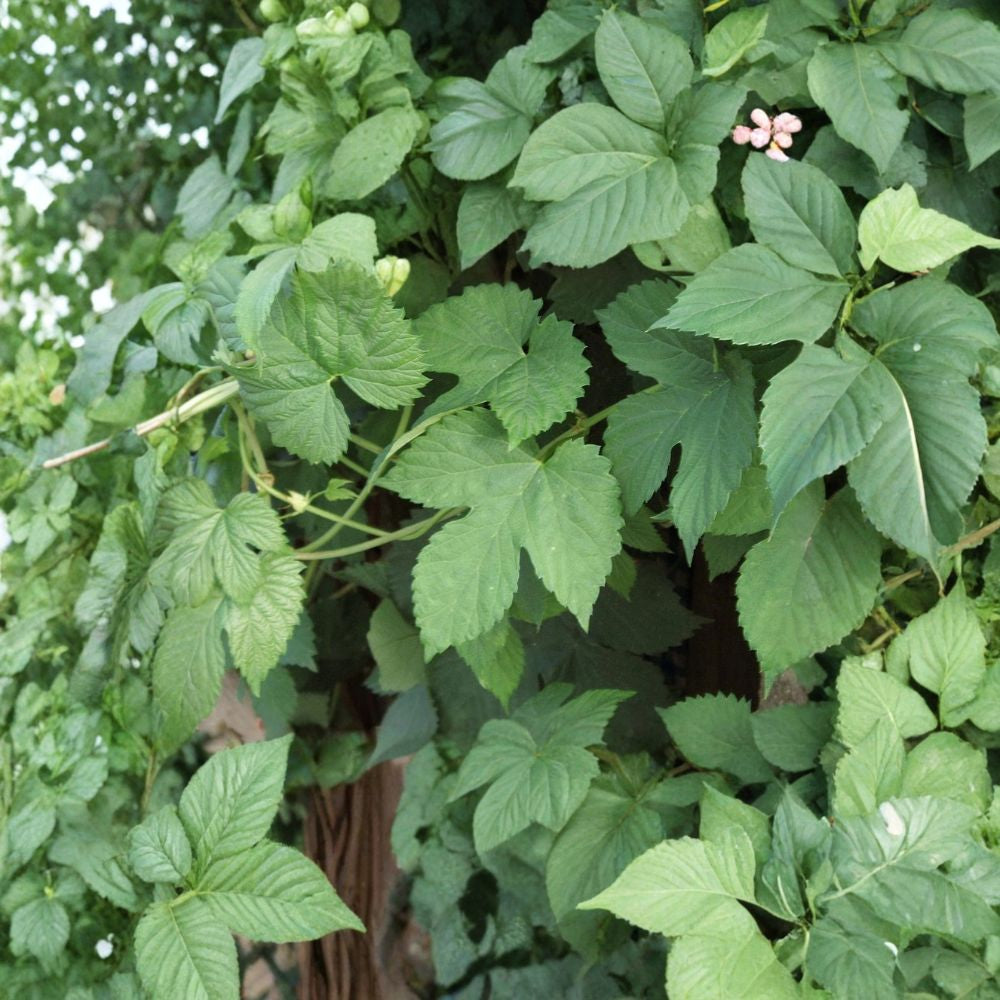 Hops – Humulus lupulus 240 Seeds | Hardy Perennial Climbing Vine  Fast Growing | Fragrant Cones | Brewing & Herbal Use | Butterfly Friendly