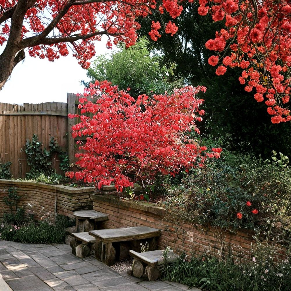 Burning Bush – Euonymus alatus 60 Seeds | Hardy Hedge Shrub | Brilliant Red Fall Color  Winged Euonymus | Adaptable Landscape Plant | Cold Hardy