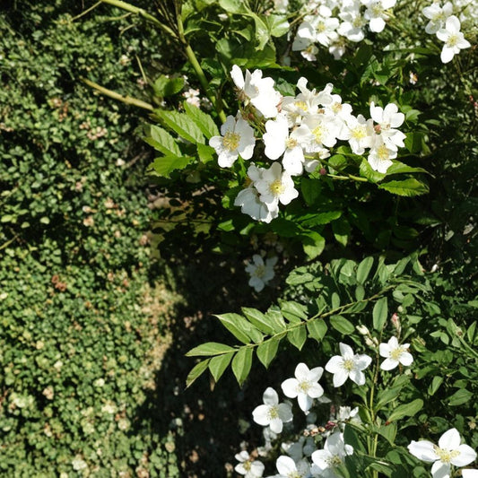 White Rugosa Rose – Rosa rugosa albiflora 1600 Seeds | Fragrant Blooms | Hardy Shrub  Fast Growing | Edible Rose Hips | Cold, Heat & Drought Tolerant