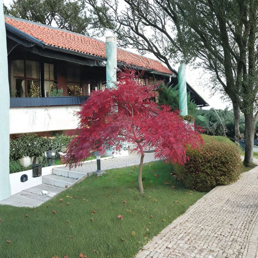 Lace Leaf Japanese Maple Seeds – Acer palmatum dissectum | 10 Seeds