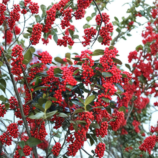 Chinese Holly – Ilex cornuta Seeds | 800 Seeds | Evergreen Hedge, Topiary & Winter Interest Shrub