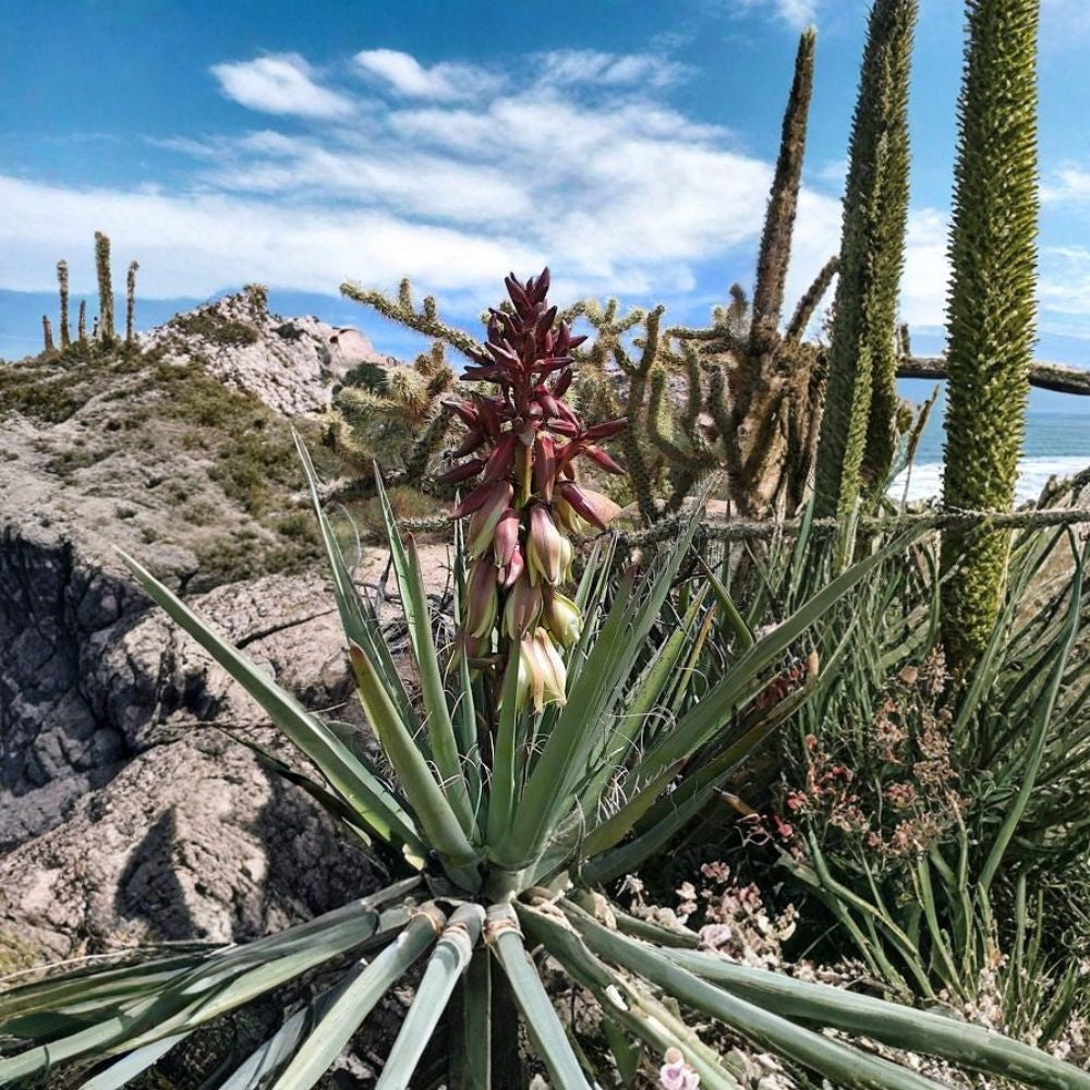 Banana Yucca – Yucca baccata 5 Seeds | Hardy Evergreen | Edible & Showy  Drought Tolerant | Desert Native | Architectural Accent Plant