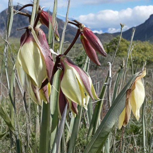 Banana Yucca – Yucca baccata 15 Seeds | Hardy Evergreen | Edible & Showy  Drought Tolerant | Desert Native | Architectural Landscape Plant