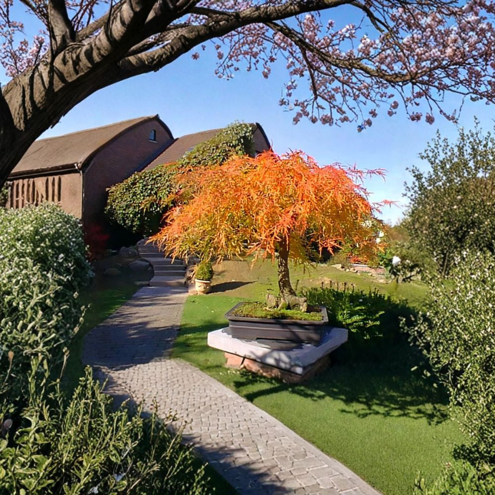 Lace Leaf Japanese Maple Seeds – Acer palmatum dissectum | 60 Seeds