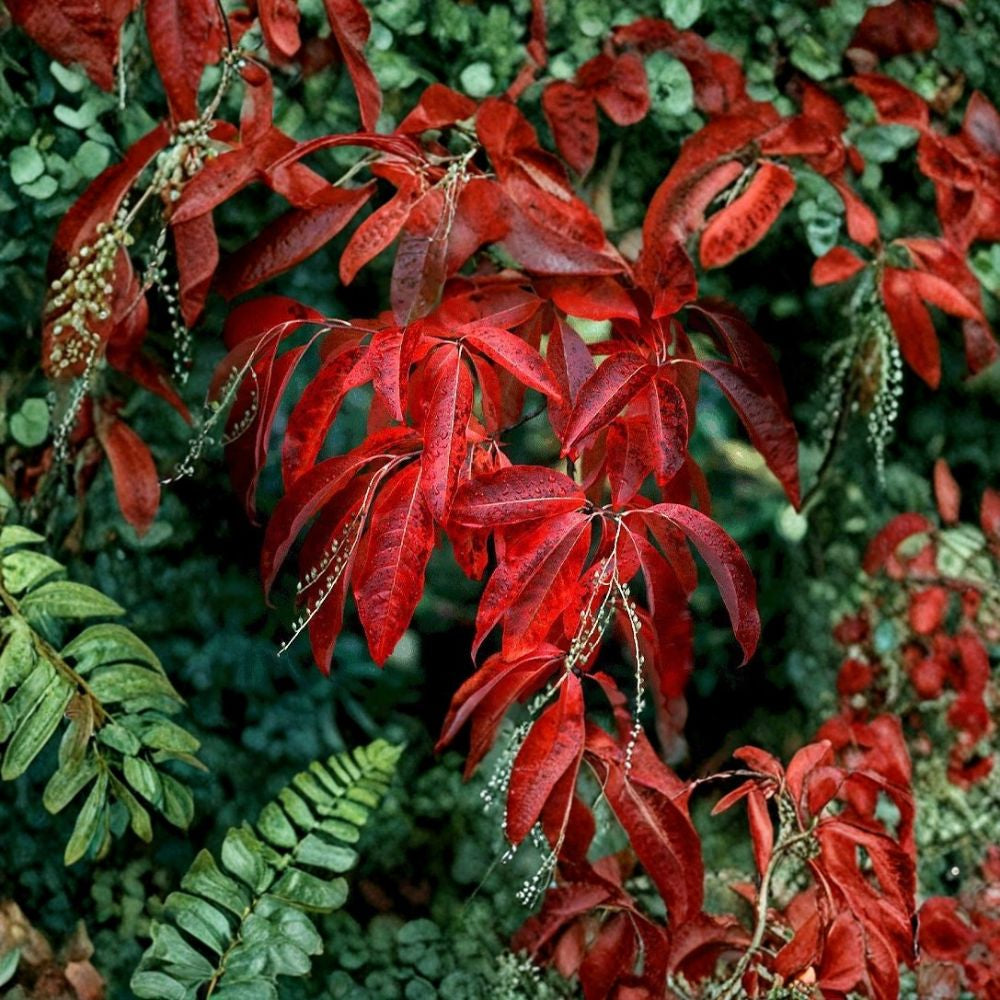 Lily of the Valley Tree – Oxydendrum arboreum Seeds | 50 Seeds | Fragrant Flowers & Brilliant Fall Color