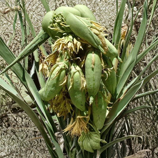 Banana Yucca – Yucca baccata 30 Seeds | Hardy Evergreen | Edible & Showy  Drought Tolerant | Desert Native | Architectural Landscape Plant
