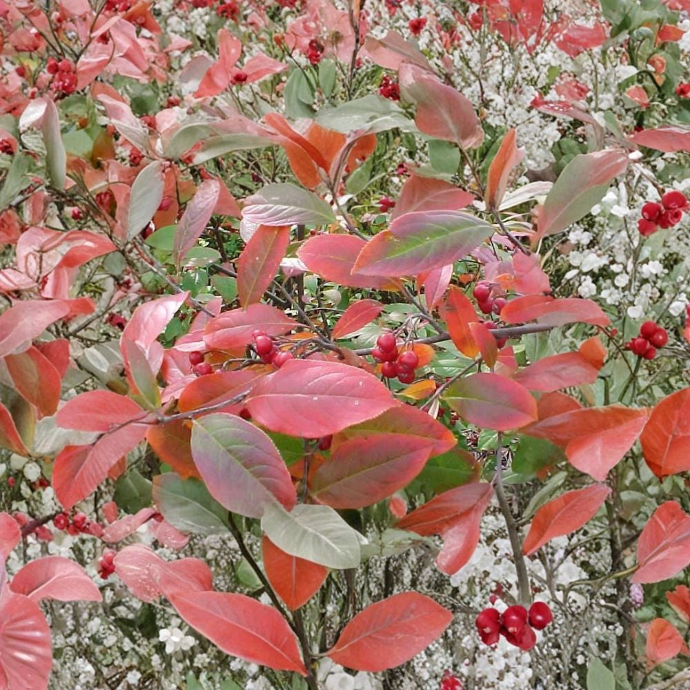 Red Chokeberry – Aronia arbutifolia ‘Brilliantissima’ Seeds | 30 Seeds | Brilliant Red Fall Color & Winter Berries