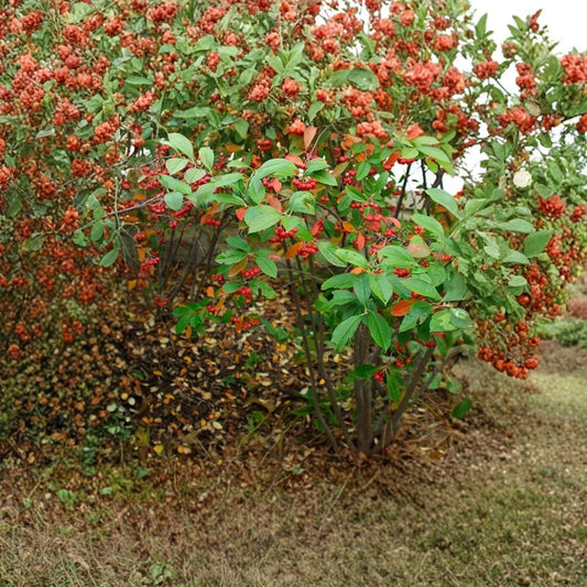 Red Chokeberry – Aronia arbutifolia ‘Brilliantissima’ Seeds | 100 Seeds | Brilliant Red Fall Color & Winter Berries