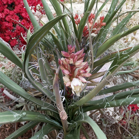 Banana Yucca – Yucca baccata 60 Seeds | Hardy Evergreen | Edible & Showy  Drought Tolerant | Desert Native | Architectural Landscape Accent