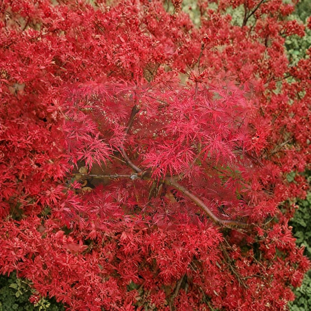 Lace Leaf Japanese Maple Seeds – Acer palmatum dissectum | 480 Seeds