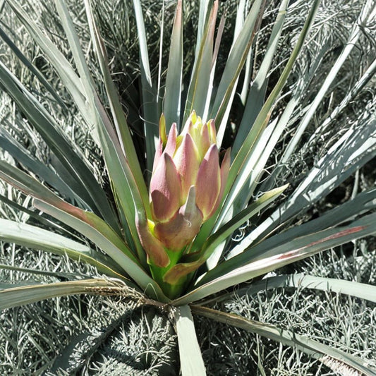 Banana Yucca – Yucca baccata 120 Seeds | Hardy Evergreen | Edible & Showy Desert Native  Drought Tolerant | Architectural Accent | Cold & Heat Hardy