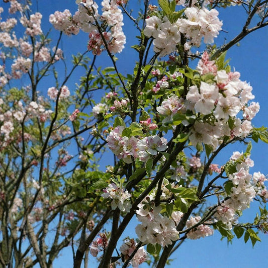 European Crab Apple – Malus sylvestris 60 Seeds | Hardy Fruiting Tree | Fragrant Spring Blooms  French Crabapple | Edible Tart Fruit | Bonsai & Espalier Friendly