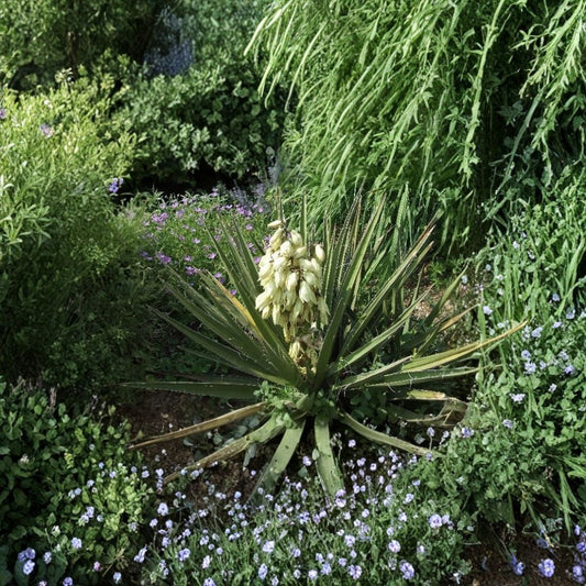 Banana Yucca – Yucca baccata 240 Seeds | Hardy Evergreen | Edible & Showy Desert Native  Drought Tolerant | Architectural Landscape Plant | Low Maintenance