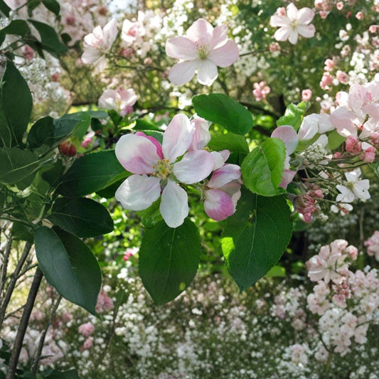 European Crab Apple – Malus sylvestris 120 Seeds | Hardy Fruiting Tree | Fragrant Spring Blooms  French Crabapple | Edible Tart Fruit | Bonsai & Espalier Friendly