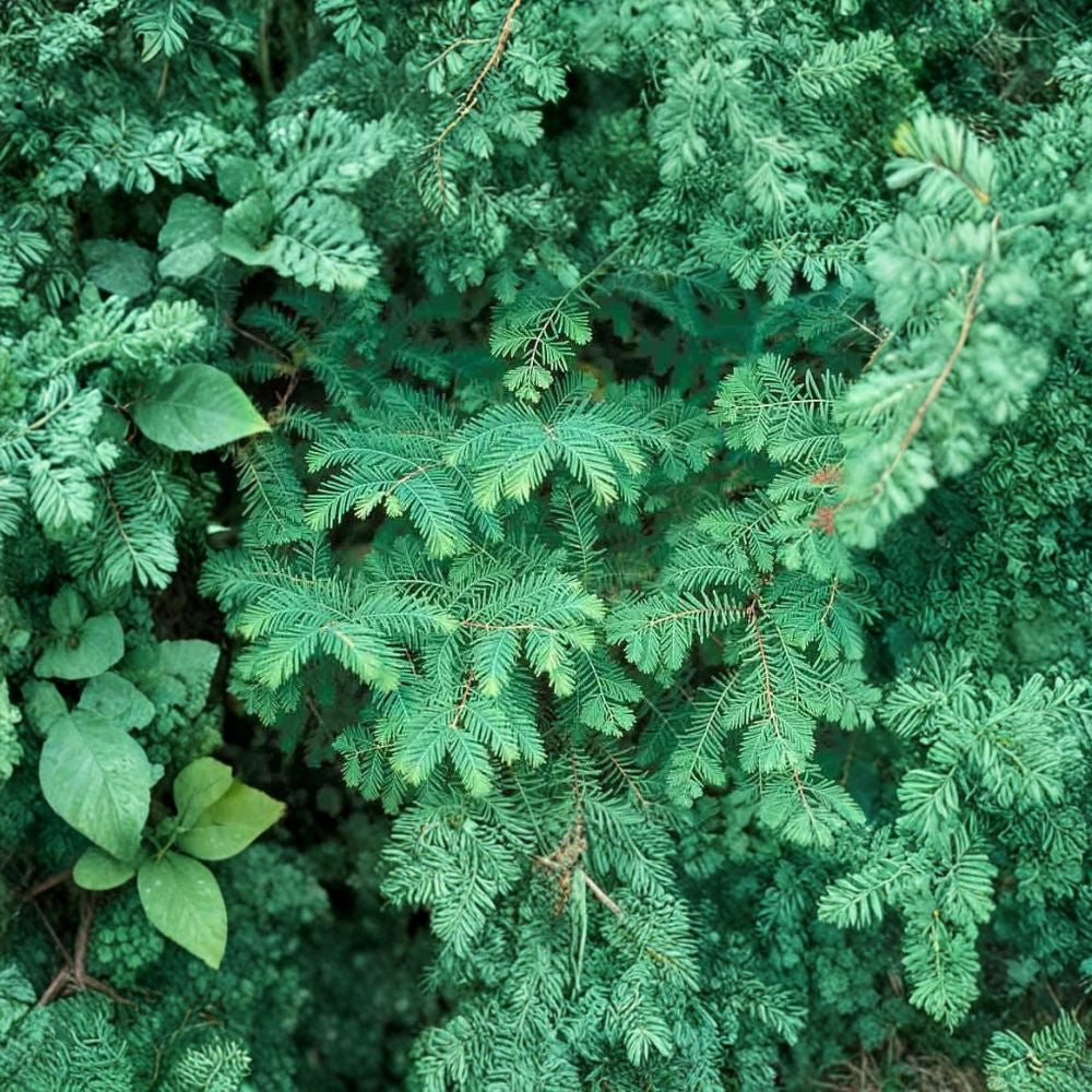 Dawn Redwood – Metasequoia glyptostroboides 30 Tree Seeds | Fast Growing | Cold Hardy Zones 4–8  Fall Color Tree | Living Fossil | Great for Landscape or Bonsai