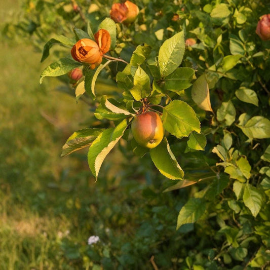 European Crab Apple – Malus sylvestris 240 Seeds | Hardy Fruiting Tree | Fragrant Spring Blooms  French Crabapple | Edible Tart Fruit | Bonsai & Espalier Friendly