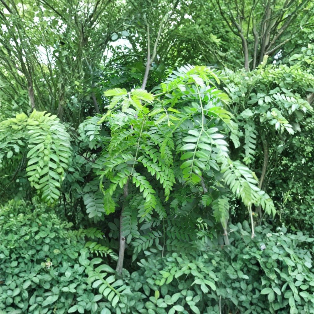 Honeylocust Tree Seeds – Gleditsia triacanthos inermis | 60 Seeds Thornless Honeylocust | Fast Growing | Hardy Shade & Street Tree