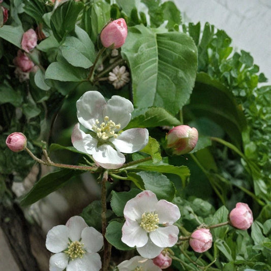 European Crab Apple – Malus sylvestris 480 Seeds | Hardy Fruiting Tree | Fragrant Spring Blooms  French Crabapple | Edible Tart Fruit | Orchard & Wildlife Friendly