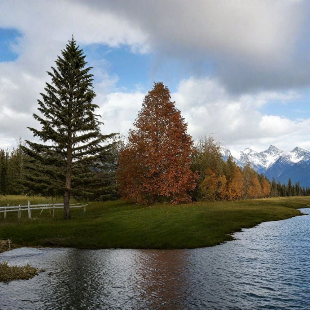 Dawn Redwood – Metasequoia glyptostroboides 200 Tree Seeds | Fast Growing | Cold Hardy Zones 4–8  Fall Color Tree | Living Fossil | Ideal for Landscaping, Windbreaks or Bonsai