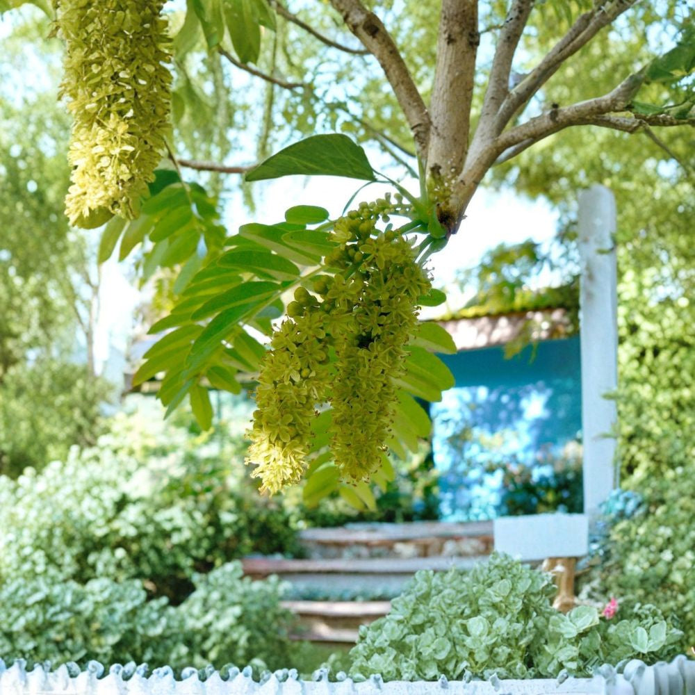 Honeylocust Tree Seeds – Gleditsia triacanthos inermis | 120 Seeds Thornless Honeylocust | Fast Growing | Hardy Shade & Street Tree
