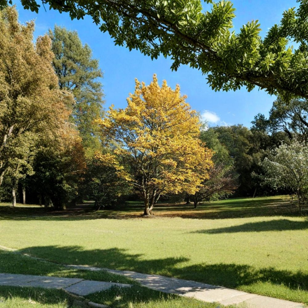 Painted Maple – Acer mono (Acer pictum) Tree Seeds | 120 Seeds | Hardy Fall Color Shade Tree | Cold Tolerant | Bonsai Friendly