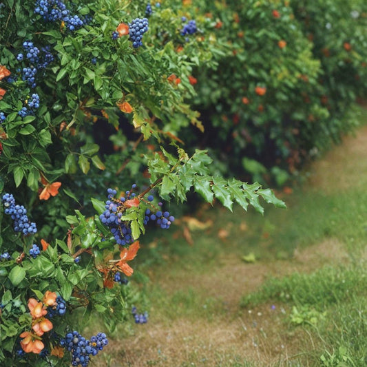 Oregon Holly Grape – Mahonia aquifolium 120 Seeds | Evergreen Shrub | Edible Blue Berries  Hardy Native Plant | Showy Yellow Flowers | Shade & Drought Tolerant