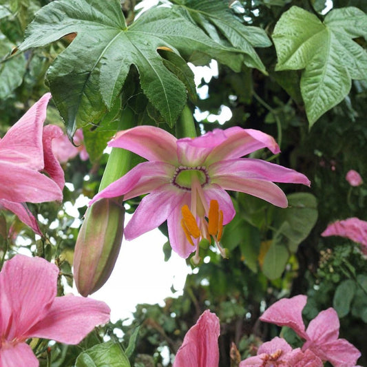 Banana Passion Fruit – Passiflora mollissima 60 Vine Seeds | Fast Growing | Tropical Edible Vine  Evergreen Climber | Exotic Flowers | Sweet Homegrown Fruit