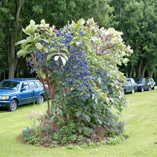 Sapphire Berry – Symplocos paniculata Shrub Seeds | 30 Seeds | Showy Turquoise Fruit | Hardy Ornamental Shrub